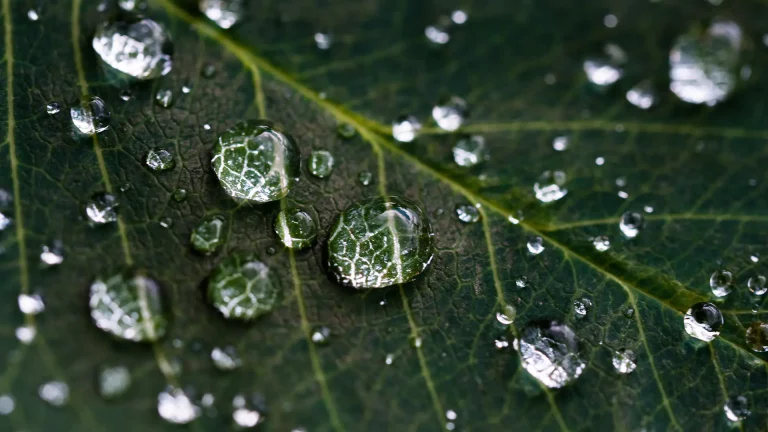 Drops of water sliding off a leaf to illustrate the effects of Conformal Coating in Exascend SSDs